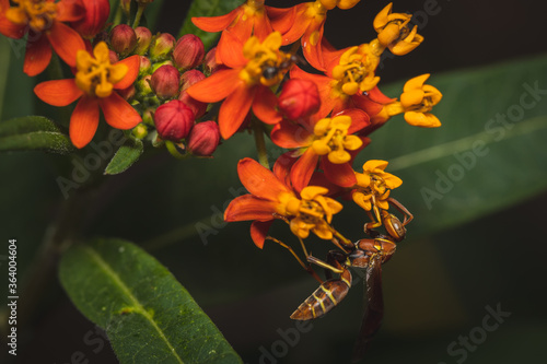 Wasp on tiny flowers 2