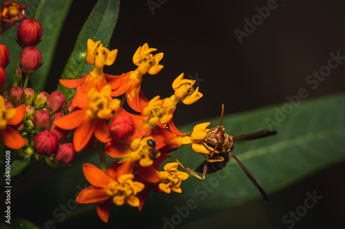 Wasp on tiny flowers 1