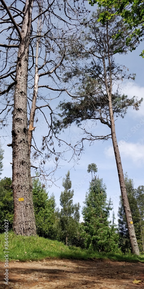 Fototapeta premium trees in the forest