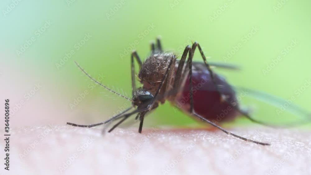 Aedes aegypti Mosquito on skin. Close up a Mosquito sucking human blood Aedes aegypti Mosquito on skin. Close up a Mosquito sucking human blood