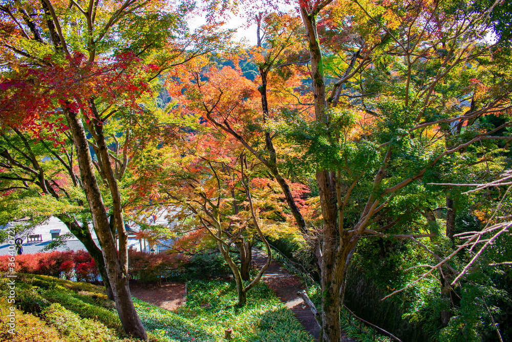 牛滝山　大威徳寺の紅葉