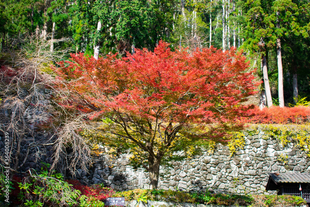 紅葉の勝尾寺