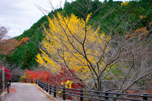 牛滝山の紅葉