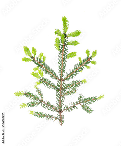 Spruce branch with light green young shoots on white background.