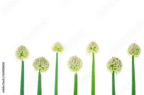 Beautiful flowering onion heads isolated on white background