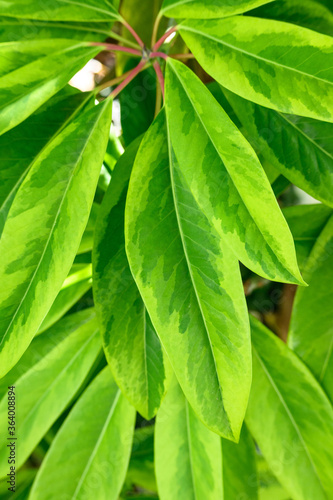 Closeup of variegated green leaves as a nature background 