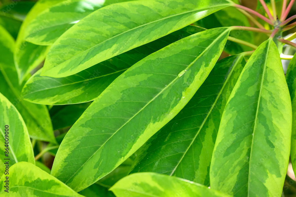 Closeup of variegated green leaves as a nature background
Closeup of variegated green leaves as a nature background