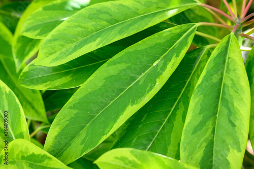 Closeup of variegated green leaves as a nature background 