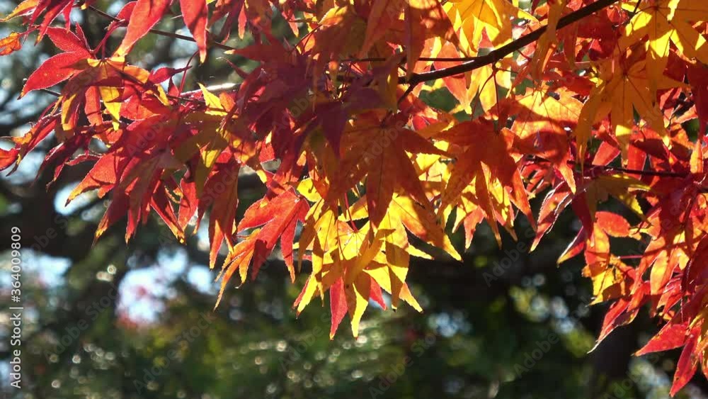 Autumn leaves. Japanese maple leaves. Closeup. 4K Autumn leaves. Japanese maple leaves. Closeup. 4K