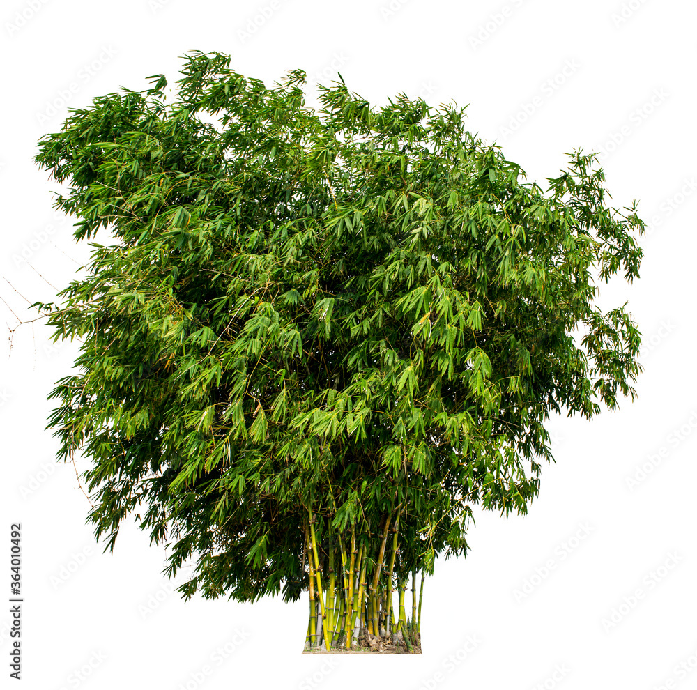 My Image 18