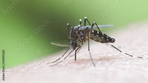 Aedes aegypti Mosquito on skin. Close up a Mosquito sucking human blood photo