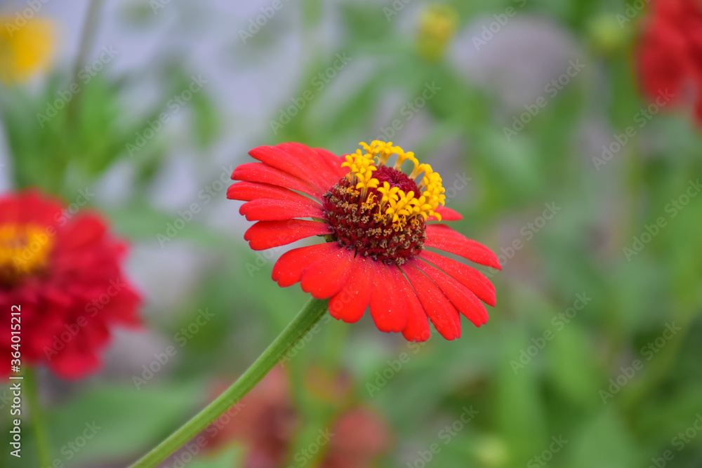 Zinnia flowers with natural blurred background. Zinnia flowers with natural blurred background.