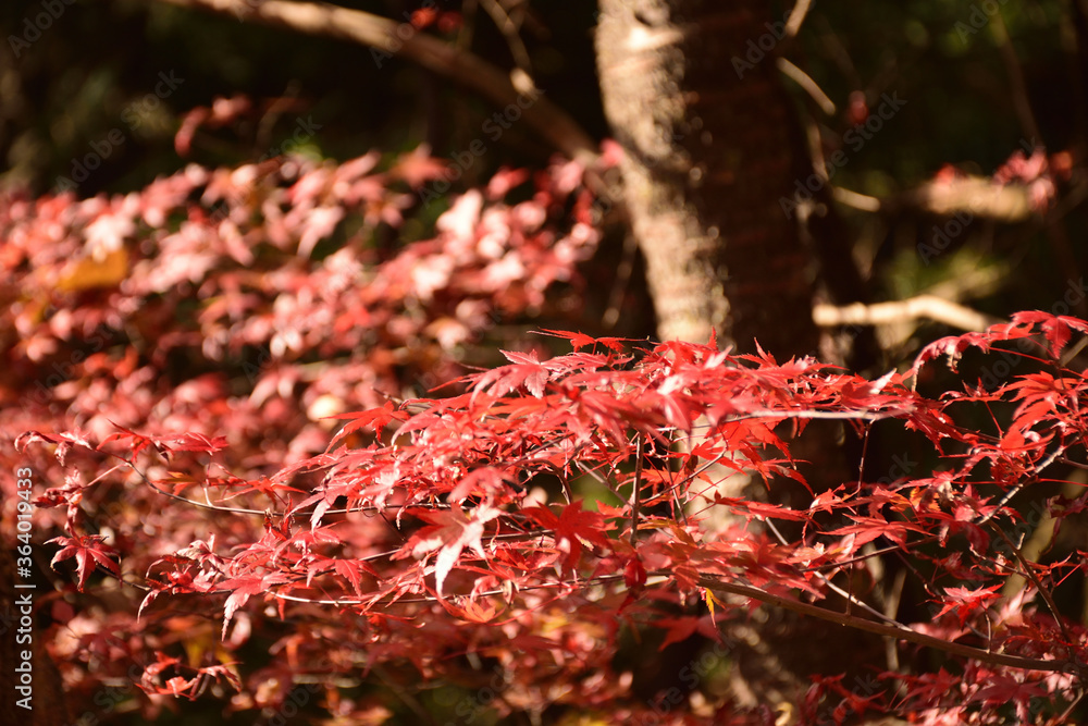 秋空の太陽に照らされた真っ赤な紅葉 秋空の太陽に照らされた真っ赤な紅葉