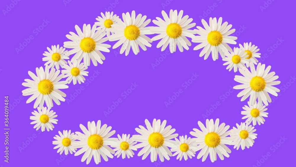 Coloured frame and violet background. Motion design. Moving daisy flowers, camomiles framework. Copy space. Colourful violet magenta purple frame.
Coloured frame and violet background. Motion design. Moving daisy flowers, camomiles framework. Copy space. Colourful violet magenta purple frame.