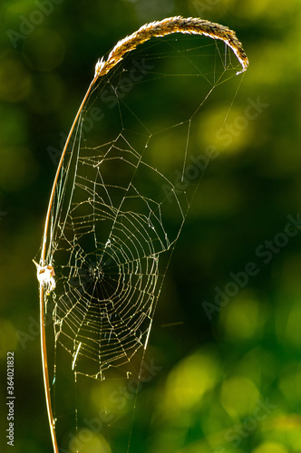 Spider web on a piece of wild grass, outside, in the early morning with a green bokeh background.