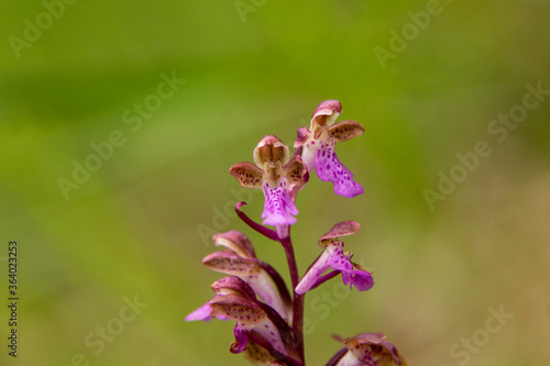 Spitzel s Orchid  Orchis spitzelii  close up picture