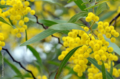 Flowers, leaves and distinctive stems of the Australian native Zig Zag wattle, Acacia macradenia, family Fabaceae. Endemic to central Queensland, Australia