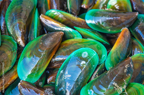 Canvas Print Fresh scallops