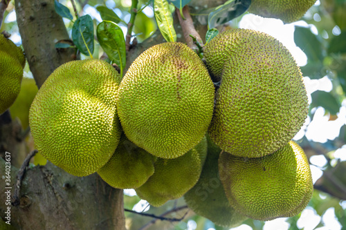 Children and jackfruit