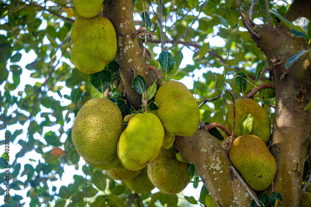 Children and jackfruit Children and jackfruit