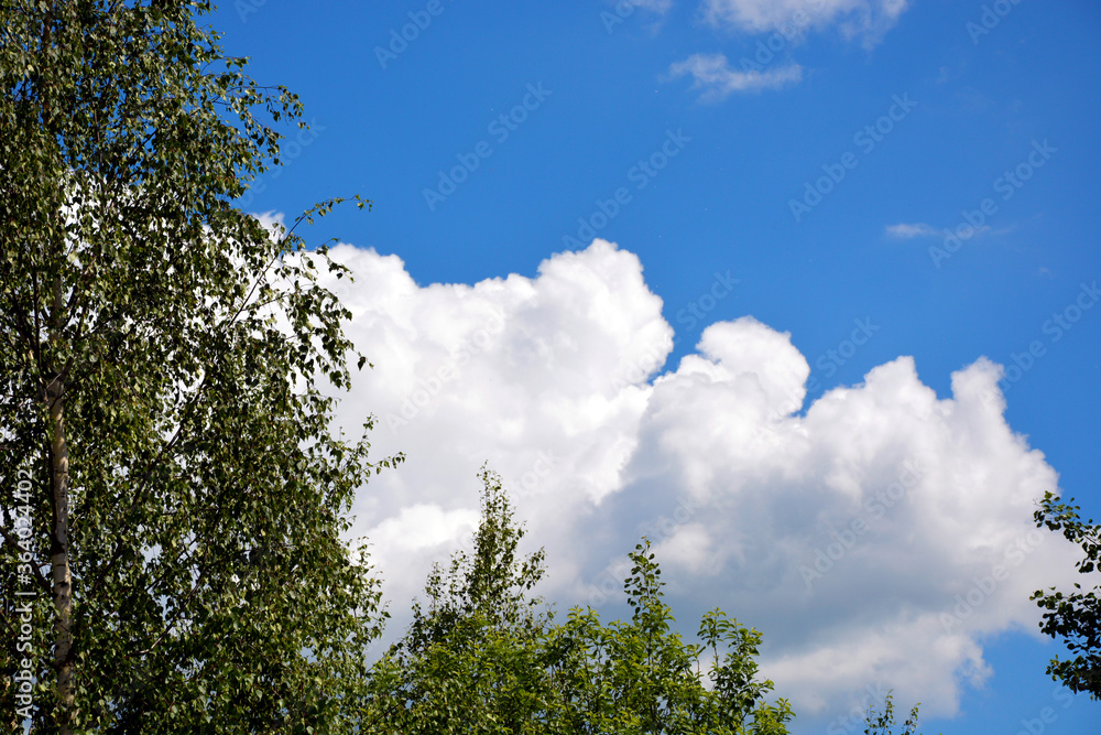 The sky is surrounded by trees and bushes. Trees against a background of white clouds in a blue sky. The sky is surrounded by trees and bushes. Trees against a background of white clouds in a blue sky.