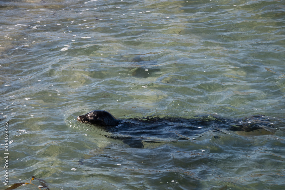Obraz premium Sea lion at the La Jolla cove