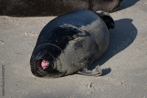 Sea lion at the La Jolla cove