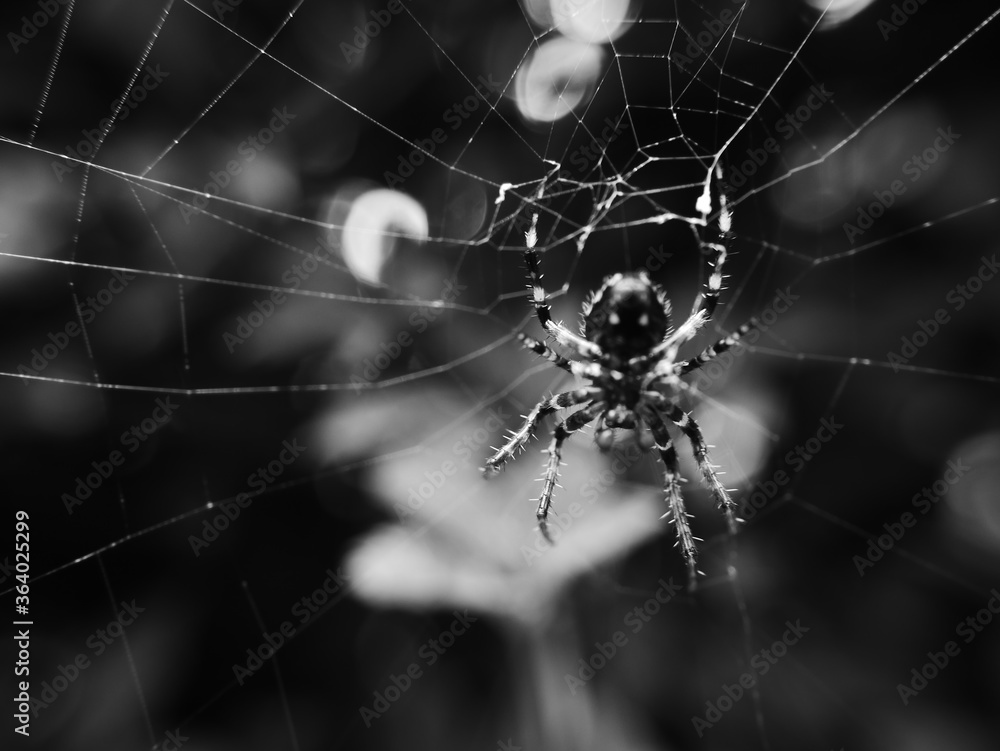 Obraz premium pająk