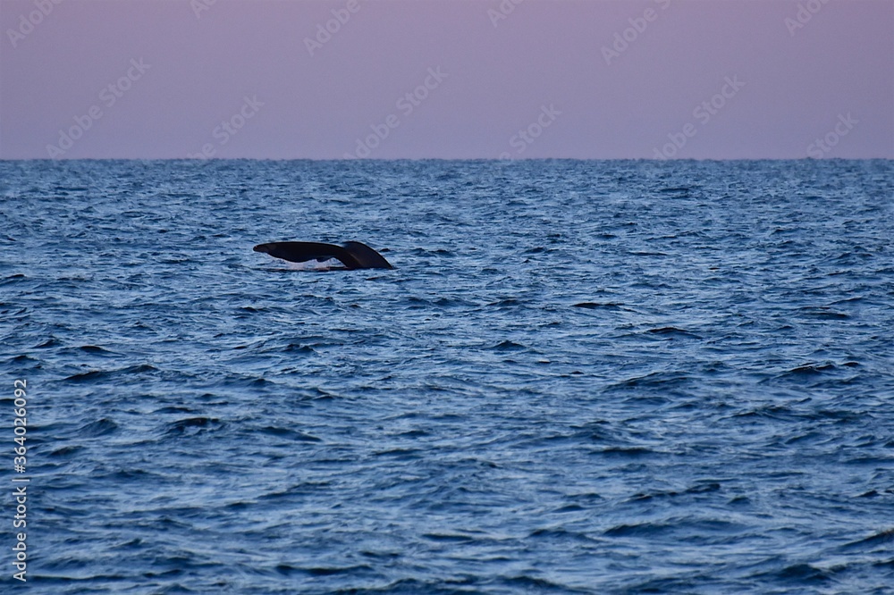 Fototapeta premium Huge whale tail in the sea next to the ship. Blue water of the Sea of Okhotsk. Wildlife.