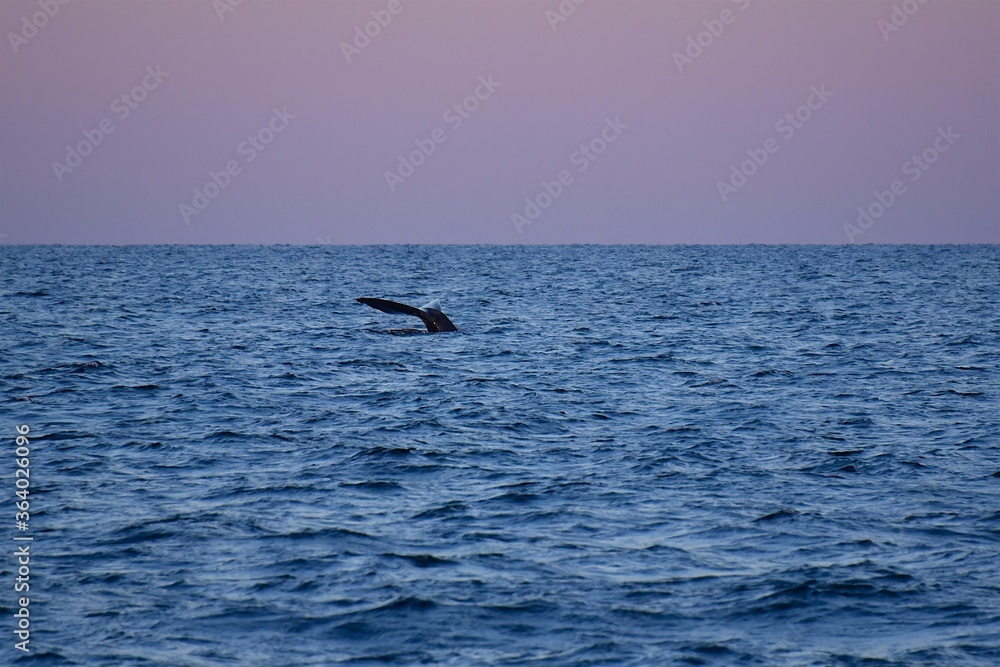 Naklejka premium Huge whale tail in the sea next to the ship. Blue water of the Sea of Okhotsk. Wildlife.