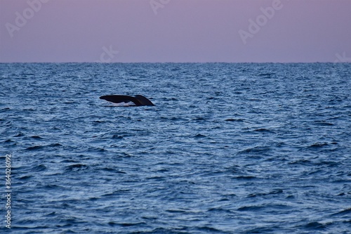 Huge whale tail in the sea next to the ship. Blue water of the Sea of Okhotsk. Wildlife.