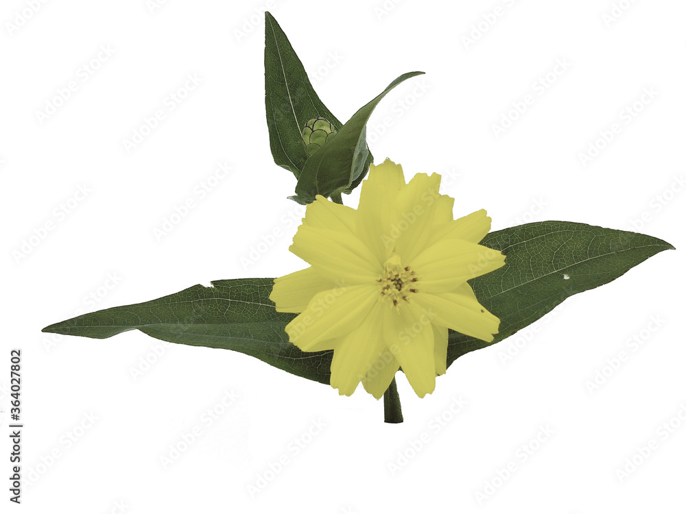 Naklejka premium green leaves with yellow flowers