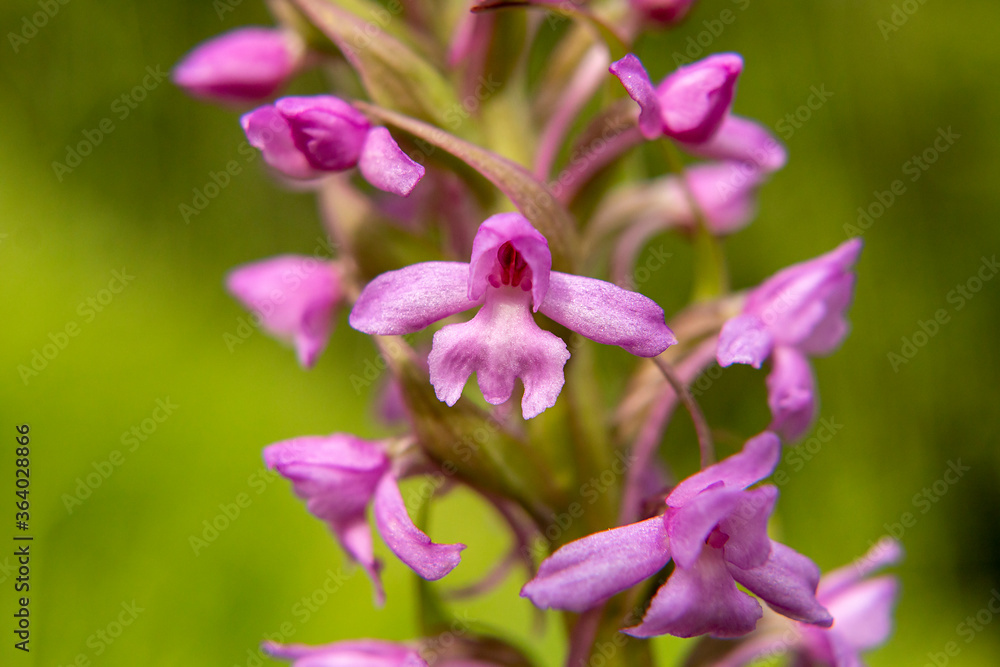 Fragrant Orchid (Gymnadenia conopsea) in natural habitat