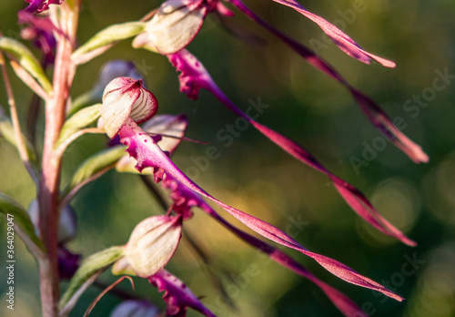 Lizard Orchid (Himantoglossum jankae) in natural habitat photo