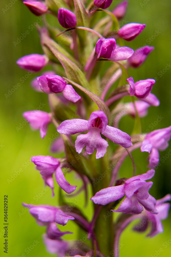Fragrant Orchid (Gymnadenia conopsea) in natural habitat Fragrant Orchid (Gymnadenia conopsea) in natural habitat