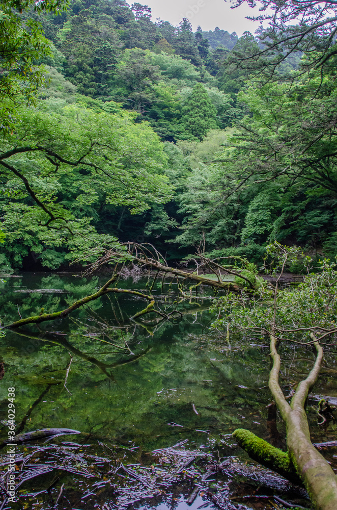 Fototapeta premium 静岡県賀茂郡東伊豆町奈良本の国有林内にある「シラヌタの池」です。梅雨時期、「シラヌタの池」のほとりの木々の枝には、モリアオガエルの卵塊がたくさん見ることができます。その下の池の中には、落ちてくるオタマジャクシを捕食するため、アカハライモリが群れています。大自然の神秘を目にすることができる貴重な場所です。