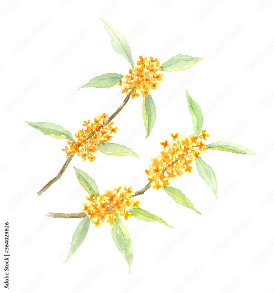 キンモクセイの水彩イラスト Stock イラスト Adobe Stock キンモクセイの水彩イラスト Stock イラスト Adobe Stock