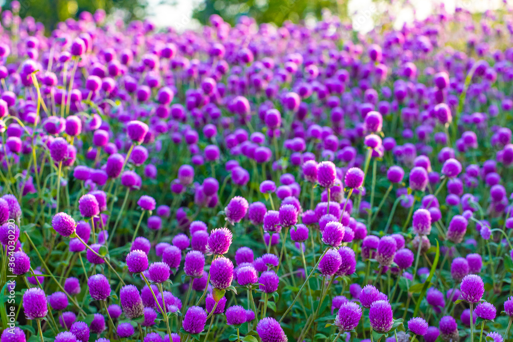 A thousand red flowers in the morning sun A thousand red flowers in the morning sun