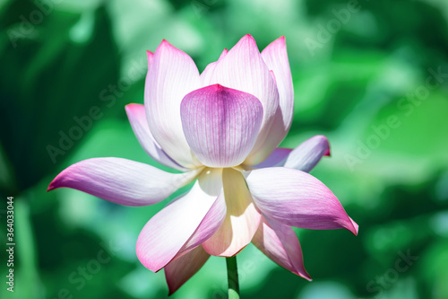 Minimalist solid color summer lotus poster background