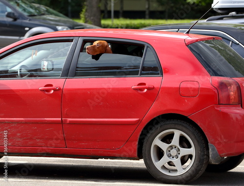 The dog stuck its head out of the red car window