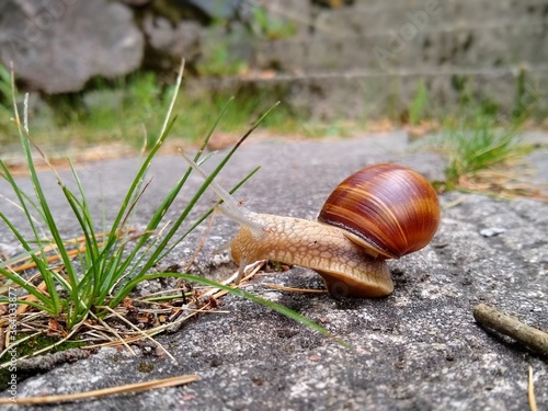 snail on the stone stairs