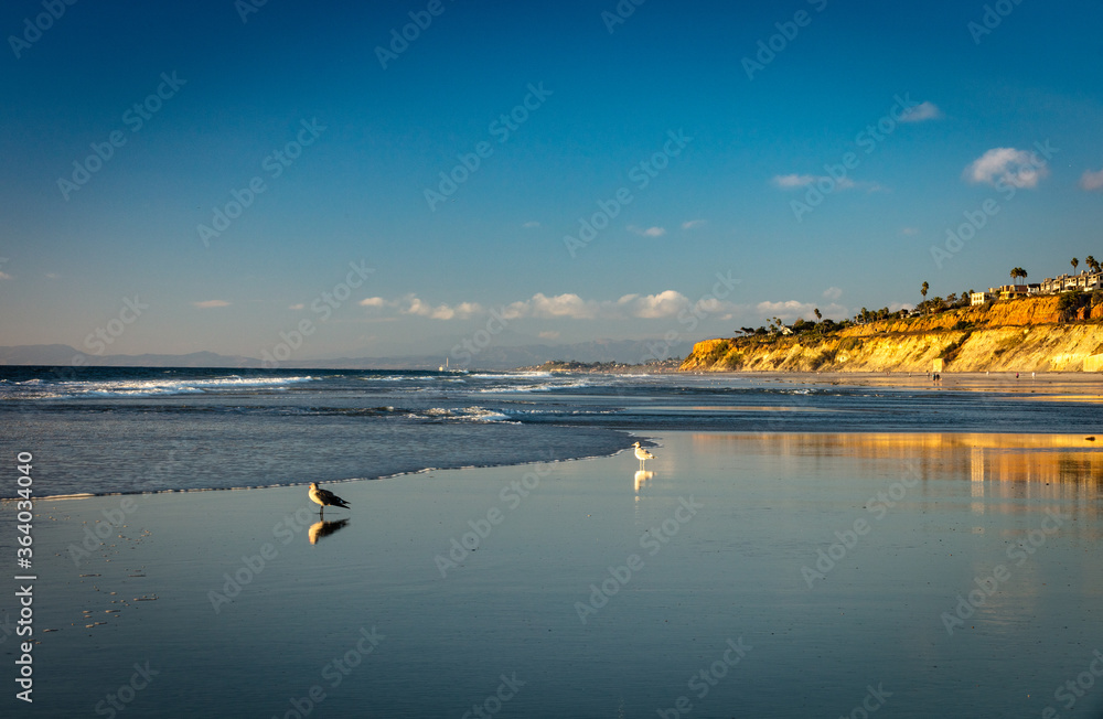 Sea birds with sunset background at the Torrey Pine beach, San Diego, California