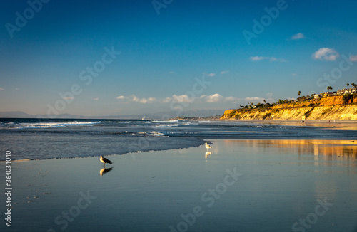 Sea birds with sunset background at the Torrey Pine beach, San Diego, California