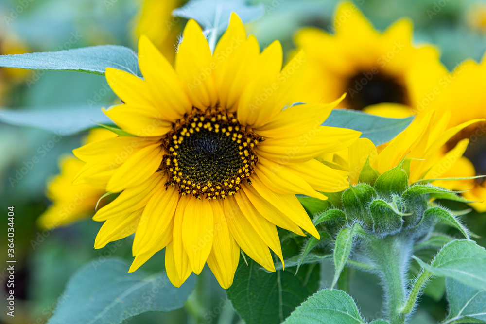 Sunflower with Green Bud Sunflower Blossom. Healthy Lifestyles, Ecology, Organic Farming, Smallholding, Gardening, health concept, nature concept. Sunflower with Green Bud Sunflower Blossom. Healthy Lifestyles, Ecology, Organic Farming, Smallholding, Gardening, health concept, nature concept.