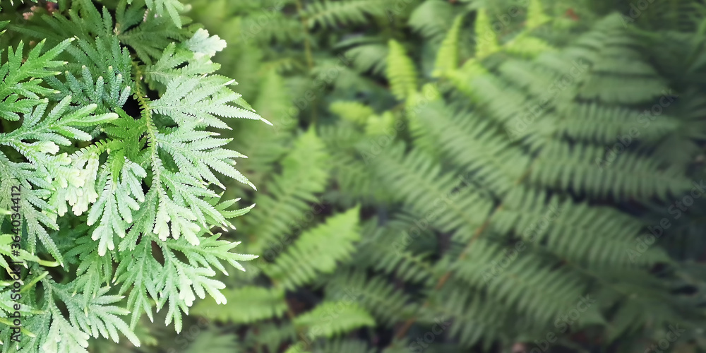 Selective focus  on rare type of  Selaginella fern isolated on blurry nature green jungle background.