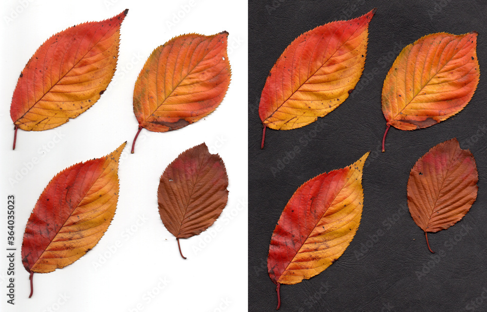 Fototapeta premium 紅葉