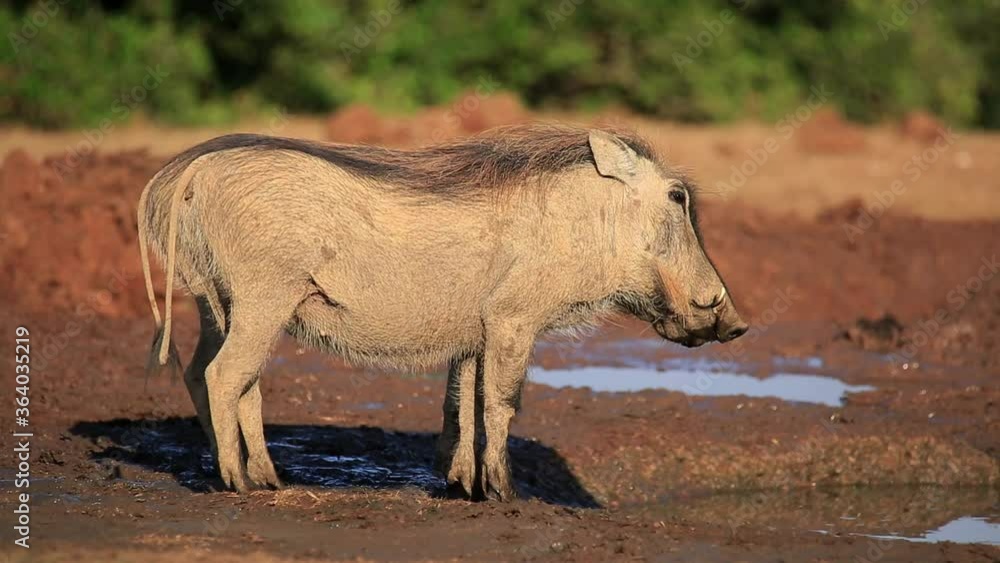Two warthogs (Phacochoerus africanus) drinking at a waterhole, Addo Elephant National Park, South Africa Two warthogs (Phacochoerus africanus) drinking at a waterhole, Addo Elephant National Park, South Africa