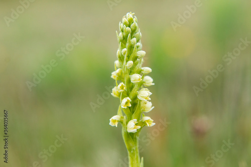 Small White Orchid (Pseudorchis albida) in natural habitat