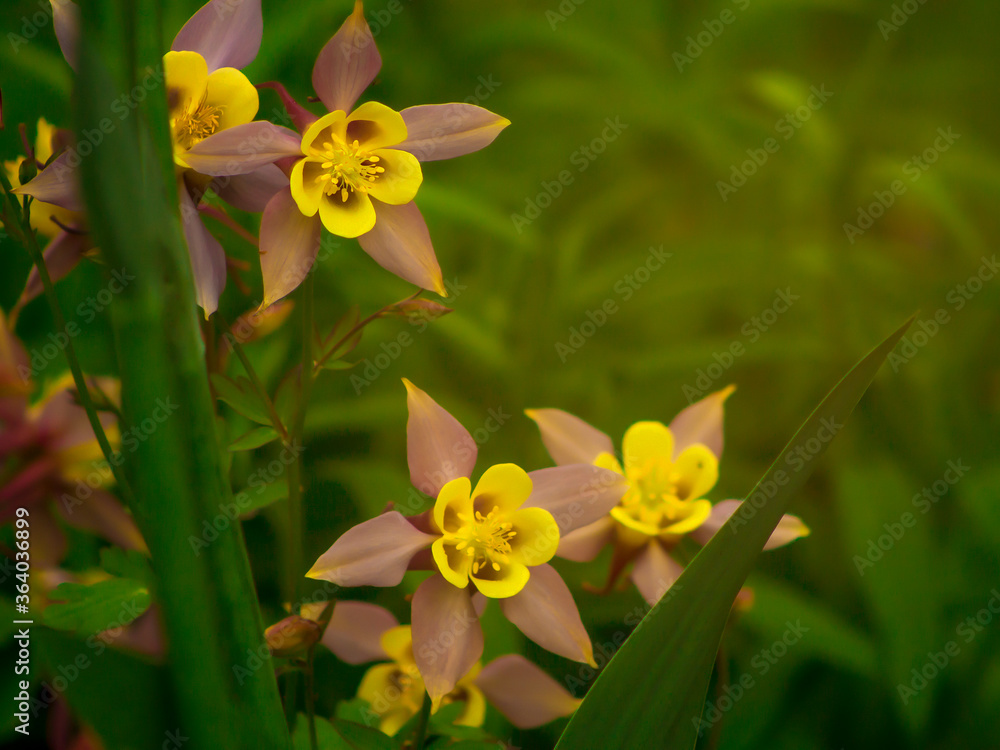 Obraz premium Yellow flowers in green grass