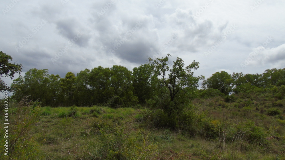 clouds over the forest